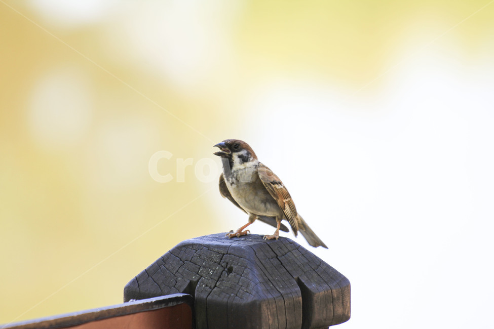 참새,새,조류,작은새,sparrow,동물,animal,조류,새,birds