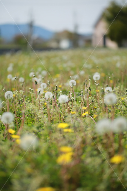 양귀비꽃,민들레,민들레홀씨,봄,들판,식물,자연,plants,nature,꽃,flower