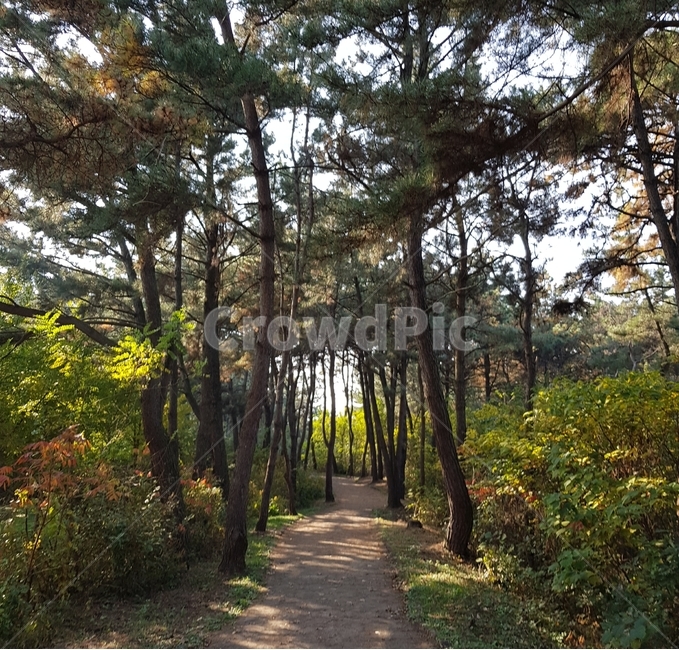 자연,나무,초여름,맑음,익산