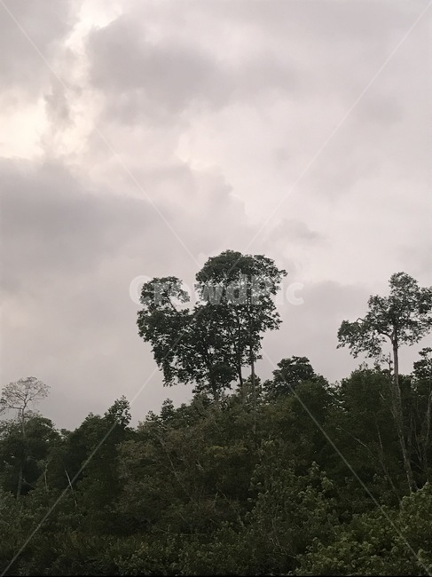 코타키나발루,보르네오섬,맹그로브나무,반딧불투어,패키지여행,강,보트,배,물,나무,하늘,흐린날,오후하늘,자연,풍경,nature,landscape,weather,날씨,outdoors,옥외