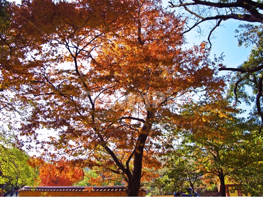 가을,단풍,풍경,가을풍경,가을햇살,가을,계절,fall,autumn,season,식물,자연,plants,nature,나무,trees,wood,tree,plant,tree trunk,나무 줄기