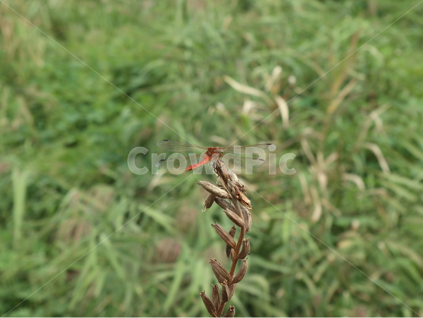 곤충,고추잠자리,동물,앉아있는,dragonfly,식물,자연,plants,nature