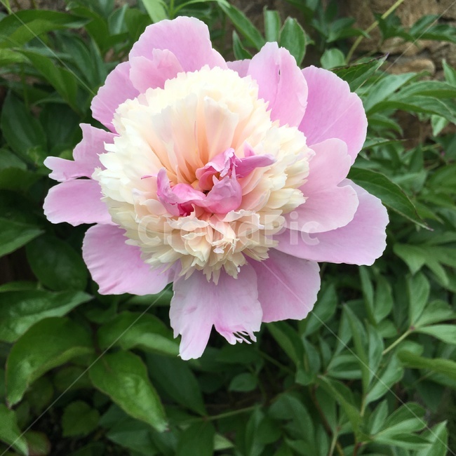 꽃,식물,자연,야외,풀,flower,nature,pink,분홍,흰,식물,자연,plants,nature,꽃,flower