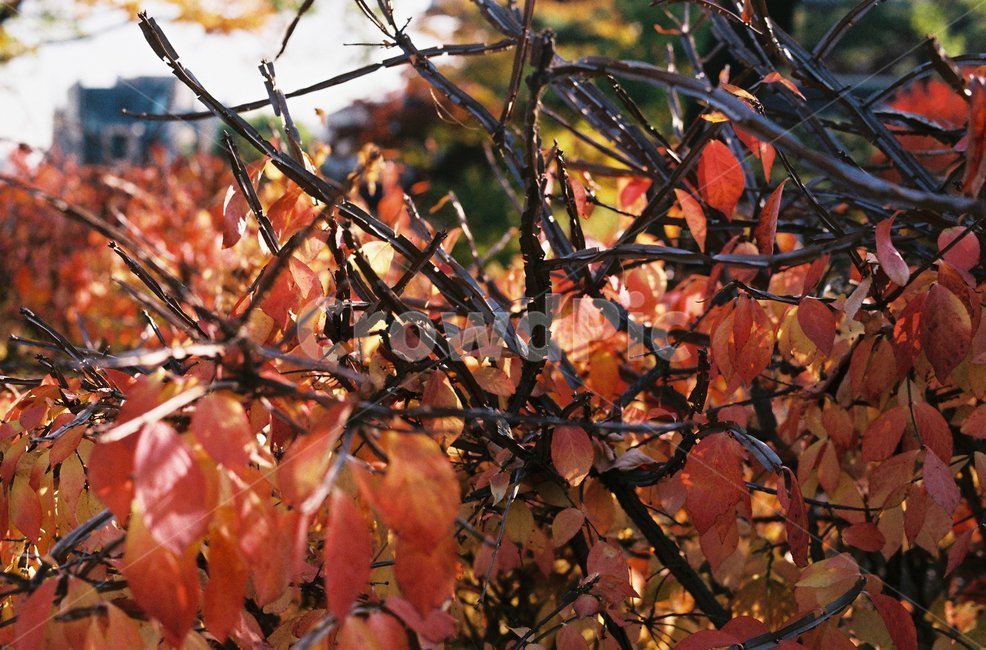 식물,빨강,단풍,나뭇가지,필름,필름사진,식물,자연,plants,nature,나무,trees,wood
