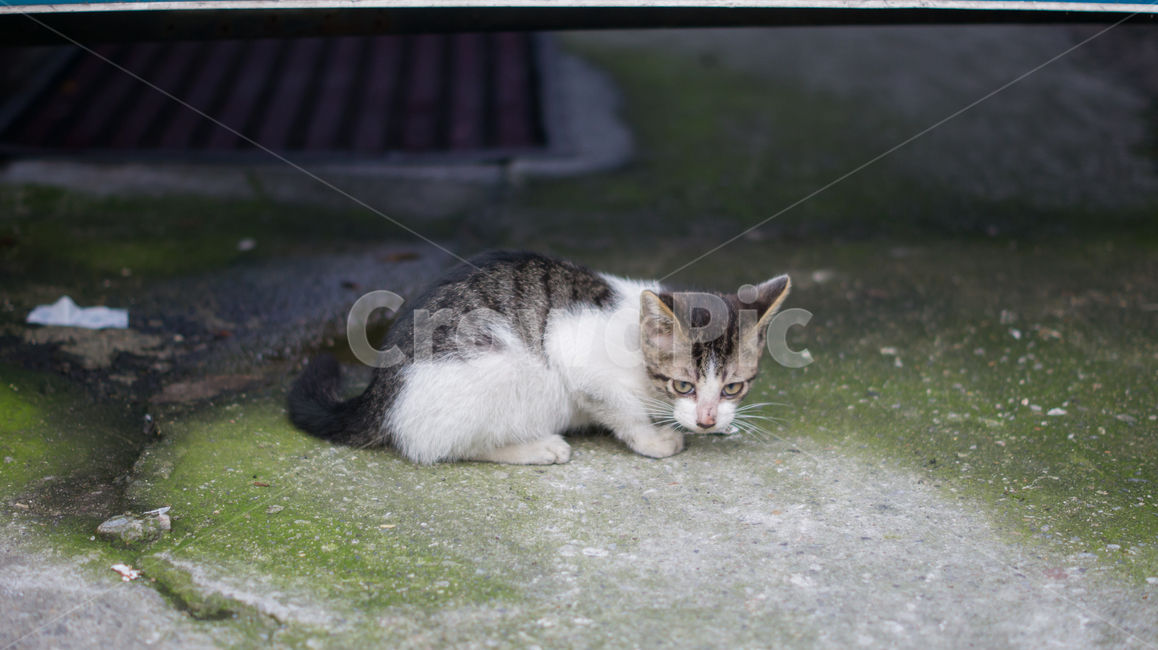고양이,길고양이,고양이새끼,새끼고양이,포유류,동물,반려동물,애완동물,cat,pet,animal,mammal,kitten,kitty,동물,animal,포유류,mammal,고양이,cat,kitten,kitty