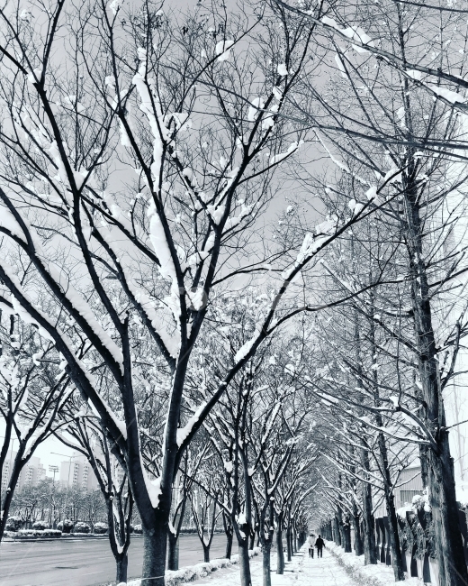 겨울,자연,눈,나무,풍경,광주,도시,동네,전남,전라남도,landscape,nature,snow,tree,winter,겨울,계절,winter,season,식물,자연,plants,nature,나무,trees,wood,흑백,모노톤,monochrome,black and white