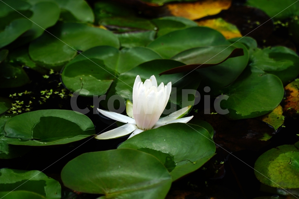 연꽃,수련,플라워,꽃사진,식물,자연,연꽃잎,연못,nature,flower,물꽃,수초,수생식물,한국의자연,한국자연,한국풍경,여름꽃,스냅,스냅사진,스넵,스넵사진,snap,snapshot,plant,plants,감성,감성사진,힐링,힐링사진,정원,식물,자연,plants,nature,꽃,flower