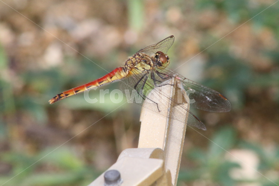 고추잠자리,곤충,절지동물,수서곤충,reddragonfly,동물,animal,곤충,벌레,insect,bug