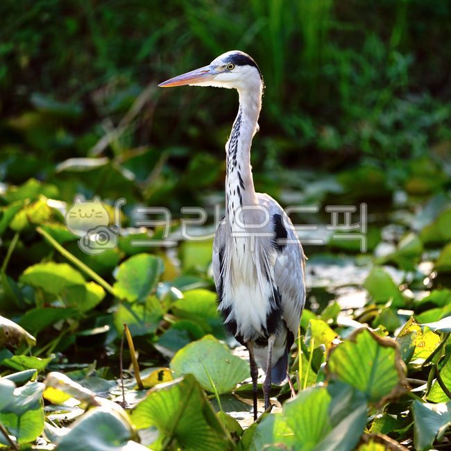 왜가리,물새,황새목,왜가리과,텃새,동물,새,heron,animal,cranebird,bird,waterfowl,stork