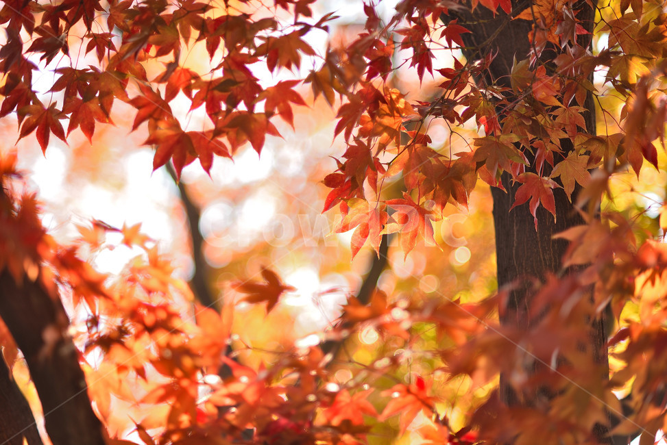 단풍,단풍잎,식물,단풍나무,가을,붉은,가을,계절,fall,autumn,season