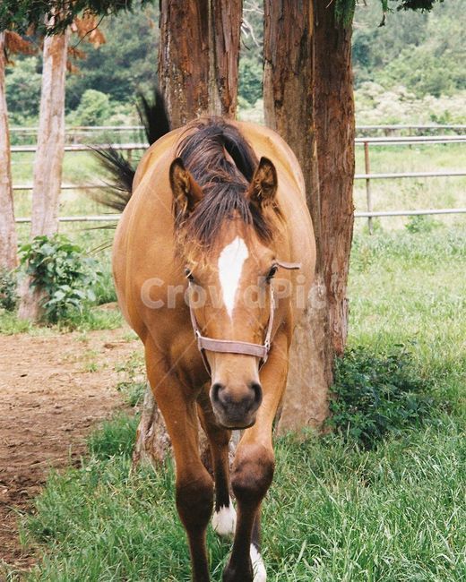 말,제주도,제주,자연,동물,colthorse,콜트호스,horse,동물,animal,포유류,mammal