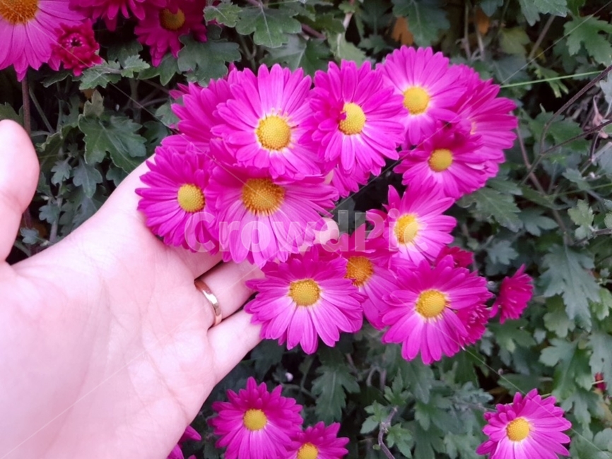 핑크,국화,꽃,flower,감성,plants,손가락,식물,자연,pink