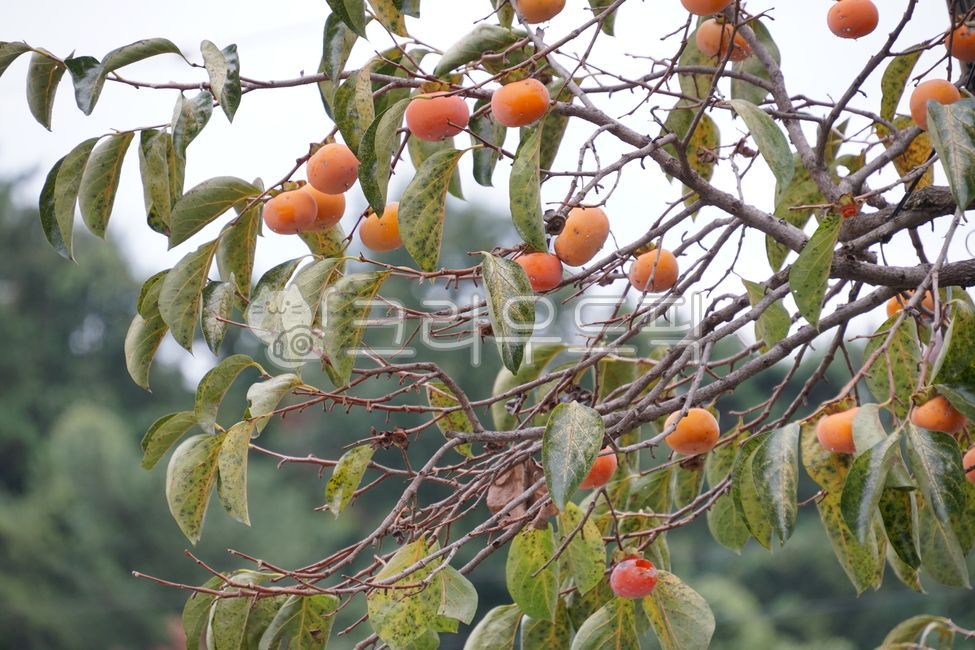 자연,나무,식물,감나무,과일,과실수,감,열매,가지,잎사귀,하늘,야외,먹거리