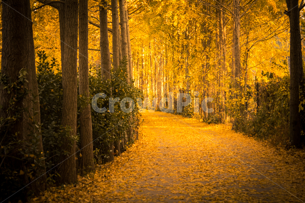 은행나무,은행나무길,가을,가로수길,road,단풍,식물,나무,plant,tree,잎,가을,계절,fall,autumn,season,자연,풍경,nature,landscape