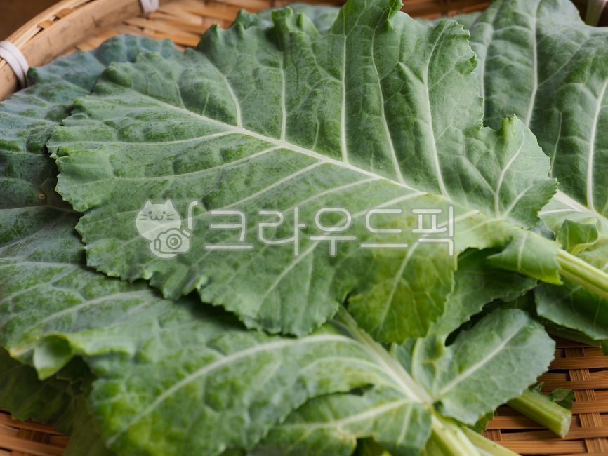 vegetable,Kale,healthyeating,agriculture,fresh vegetables,wellbeing,Wellbeing food,Agriculture,greenvegetable,green,healthy eating life,leaf,green vegetables,vitamin,food,vegetarianism,leafy vegetables,wellbeingfood,naturalfood,background,leafvegetable,pl