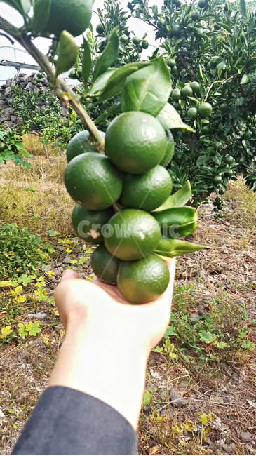 청귤,귤,감귤,plant,식물,fruit,과일,food,음식,감귤류과일