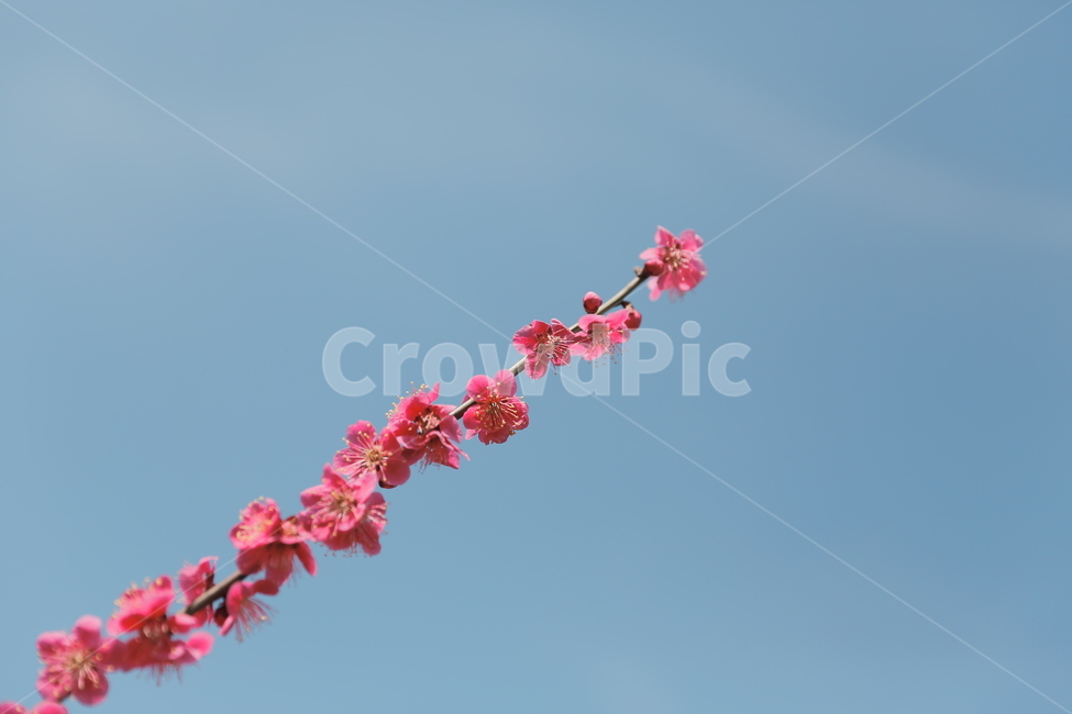 매화,꽃,홍매화,청매화,매실꽃,매화나무,봄,봄,계절,spring,season,식물,자연,plants,nature,꽃,flower,plant,blossom,petal,꽃잎