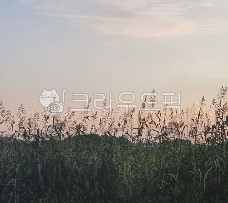 plant, 식물, 갈대, 잔디, grass, 사진,이미지,일러스트,캘리그라피 - lov7dia작가
