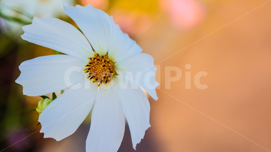 코스모스,가을,아웃포커스,아웃포커싱,하얀색,휴가,식물,자연,plants,nature,꽃,flower,감성,sensible,feeling