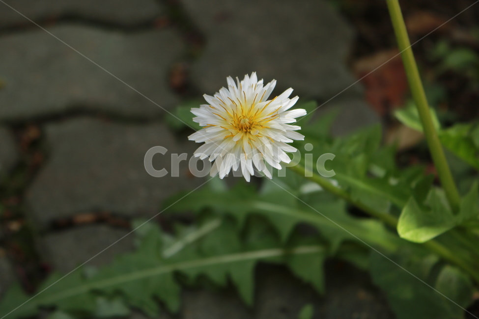 plant,식물,꽃,flower,blossom,민들레꽃