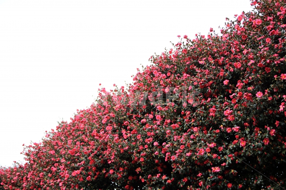 동백꽃,제주도,꽃,플라워,동백,식물,자연,plants,nature,꽃,flower