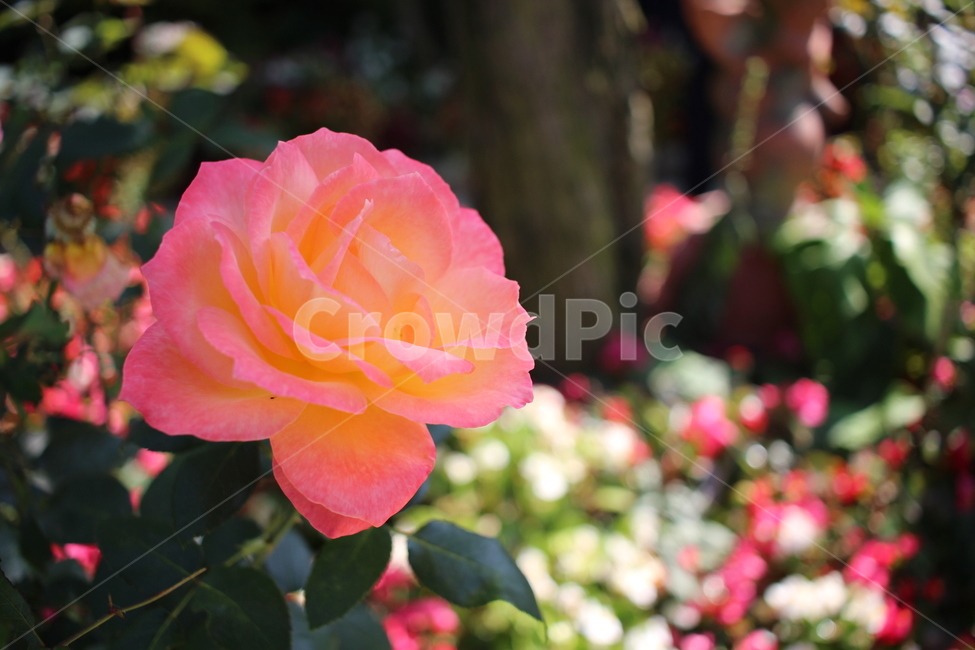 꽃,장미,분홍꽃,핑크장미,flower,장미축제