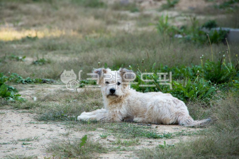 개,강아지,믹스견,시골,시고르자브종,dog,동물,pet