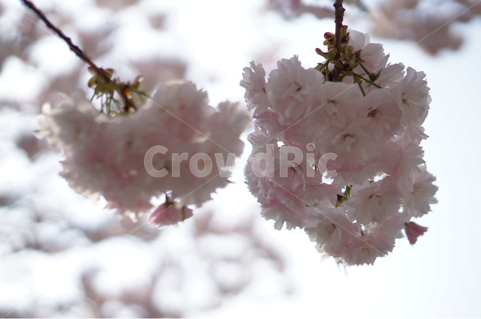 겹벚꽃,왕벚꽃,핑크,봄,하늘,풍경,봄,계절,spring,season,식물,자연,plants,nature,꽃,flower,plant,blossom