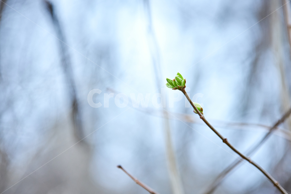 sprout,새싹,bud,싹,plant,식물,새순,나무,나뭇가지,봄,연두색,이른봄,spring,감성사진,감성샷,초봄,봄나무,봄,계절,spring,season