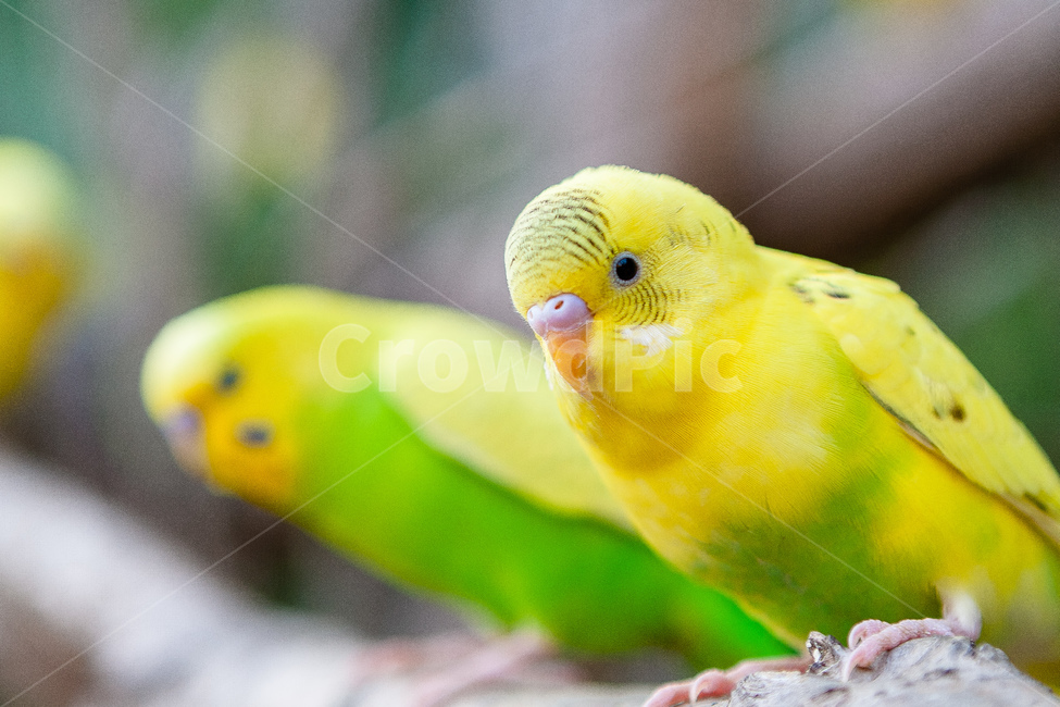 앵무새,동물원,새,생명,동물,날개,동물,animal,조류,새,birds