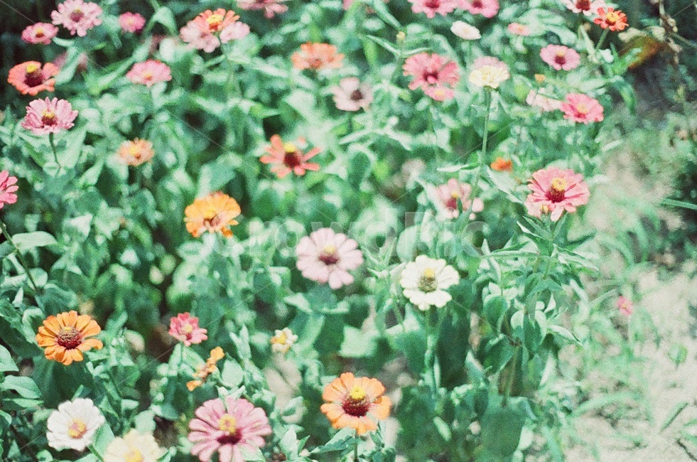꽃,식물,자연,야생화,들꽃,plant,blossom,flower,flowers,nature,코스모스,가을,필름사진,cosmos,fall,식물,자연,plants,nature,꽃,flower