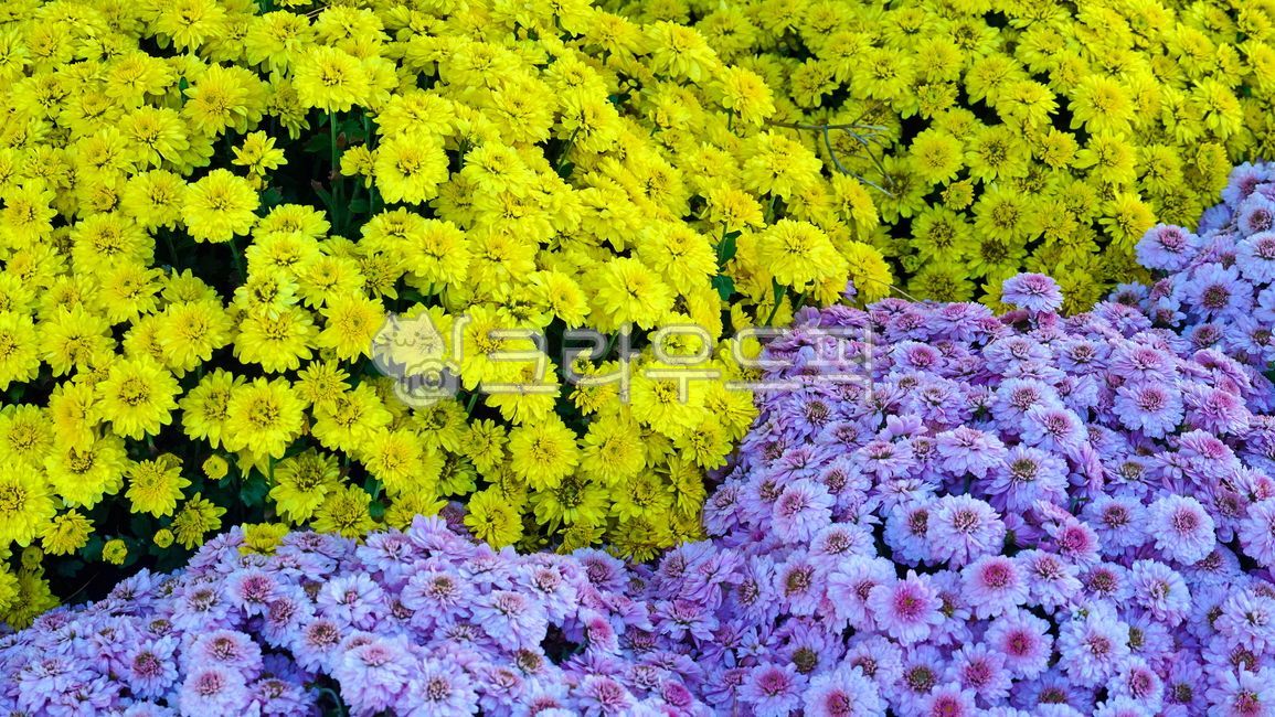 국화,가을국화,꽃,국화꽃,flower,가을꽃,chrysanthemum,autumnflower