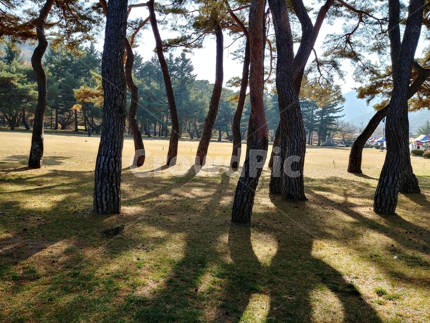 소나무,명품소나무,솔숲,솔밭,절경,명소,조선소나무,적송,자연풍경,식물,자연,plants,nature,나무,trees,wood