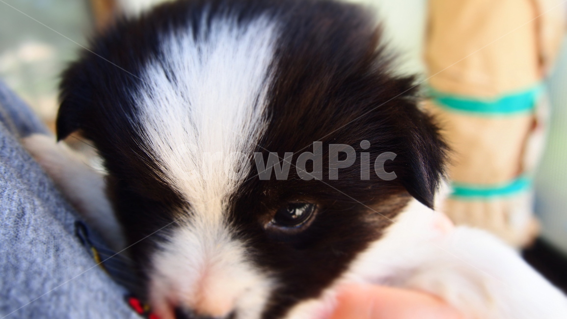 순둥이,강아지,안김,귀여움,시골개,동물,animal,포유류,mammal,개,강아지,dog,doggy