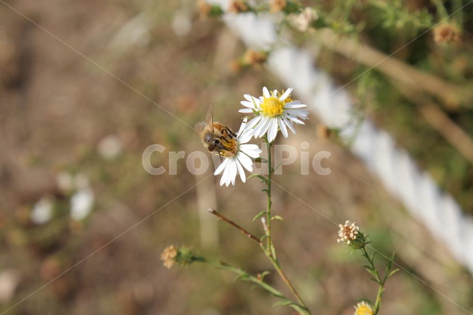 벌,들꽃,가을,flower,꽃,식물,자연,계절,꽃밭