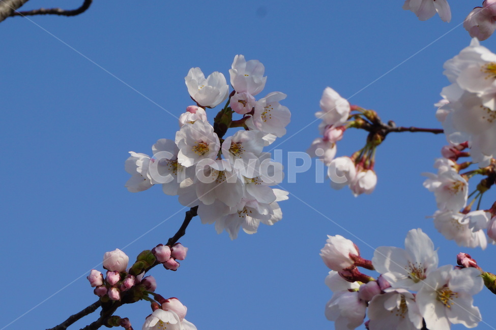 벚꽃,봄꽃,꽃,봄,벚꽃나무,나무,spring,flower