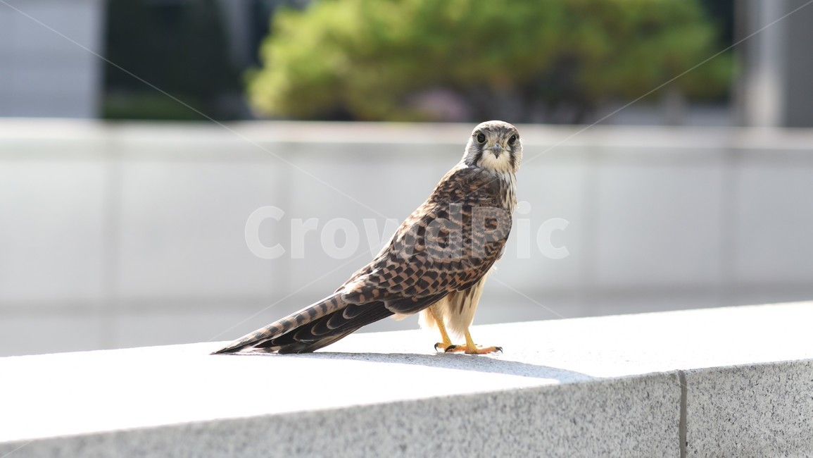 동물,새,매,황조롱이,bird,animal,kestrel,hawk,동물,animal,조류,새,birds