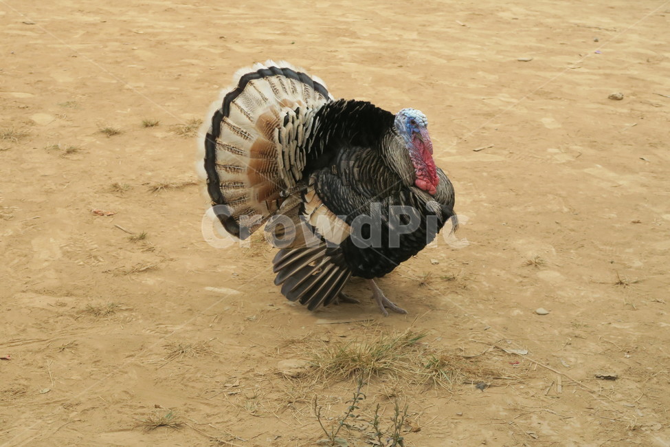 bird,새,animal,동물,계,동물,animal,조류,새,birds