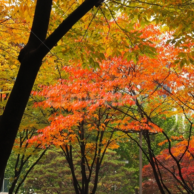 가을,가을단풍,가을햇살,털보정,화사한,만추,붉은색,가을,계절,fall,autumn,season,식물,자연,plants,nature,나무,trees,wood,leaf,잎,plant,tree,maple,단풍