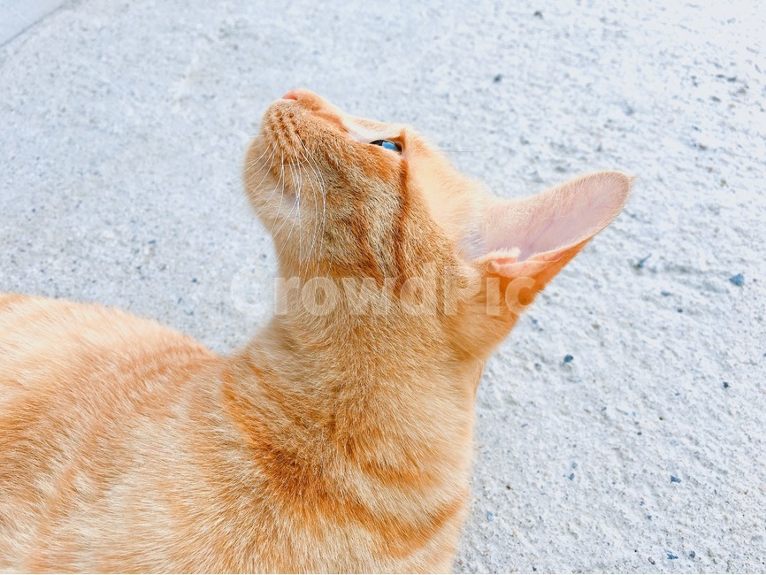 고양이,cat,animal,코리안숏헤어,응시,동물,animal,포유류,mammal,고양이,cat,kitten,kitty