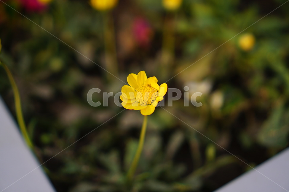 꽃,봄,노란꽃,틔움,시작,희망,식물,자연,plants,nature,꽃,flower