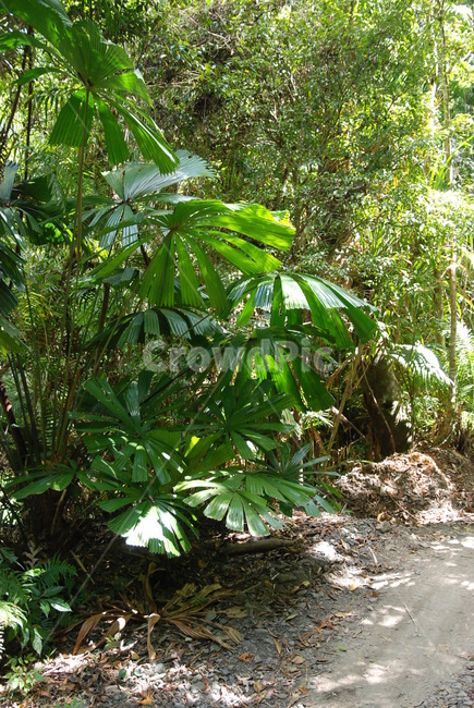 초목,plant,식물,rainforest,열대우림,nature,자연,tree,나무,land,jungle,밀림,자연,풍경,nature,landscape