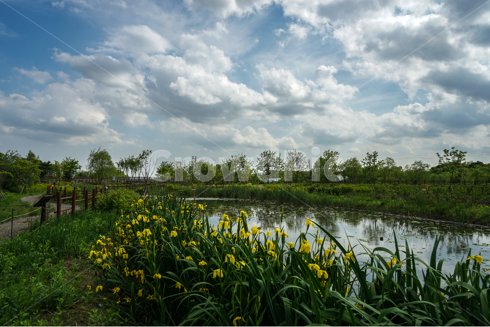 Wangsong Lake,yellow flower,aquatic orchid,aquatic plants,lake