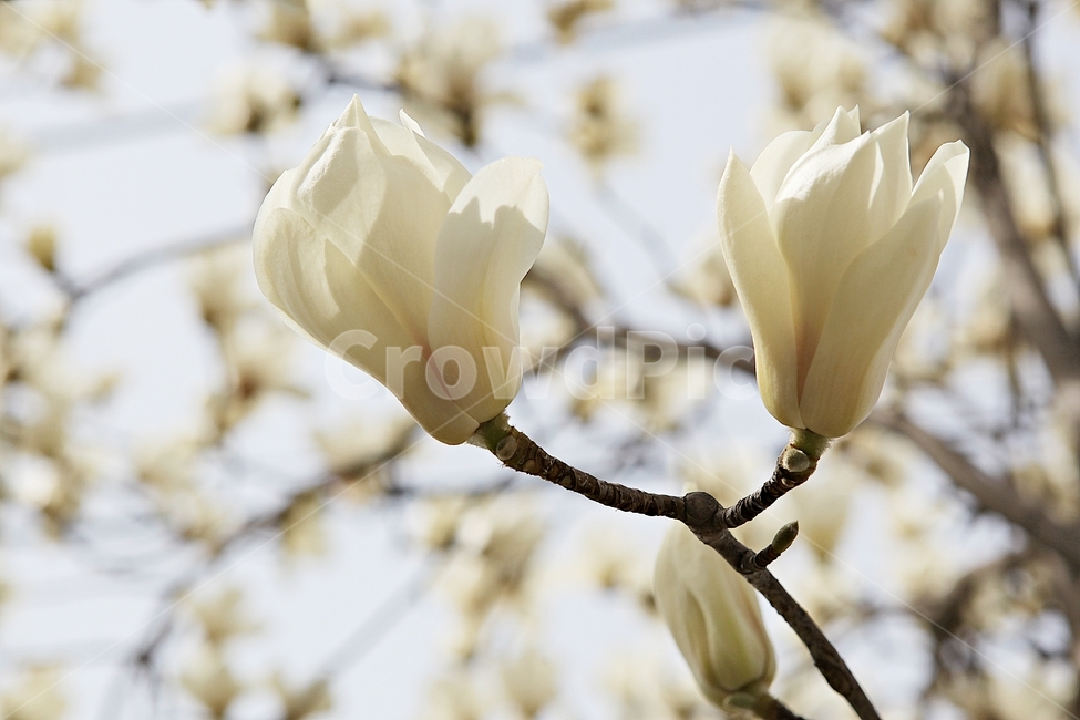 목련,목련꽃,흰목련,봄꽃,꽃,봄,식물,자연,공원,식물,자연,plants,nature,꽃,flower