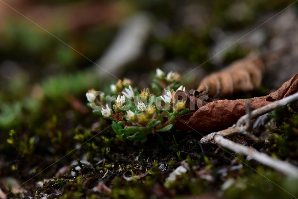 난쟁이바위솔,야생화,식물,자연,꽃,생태,힐링,플라워,wildflower,flower,plants,nature,season,감성,느낌,emotion,feeling,여름,난장이바위솔,돌나물과,나쟁이바위솔속,식물,자연,plants,nature