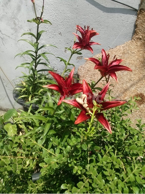 식물,백합,스타게이저,꽃,빨간꽃,식물,자연,plants,nature,꽃,flower