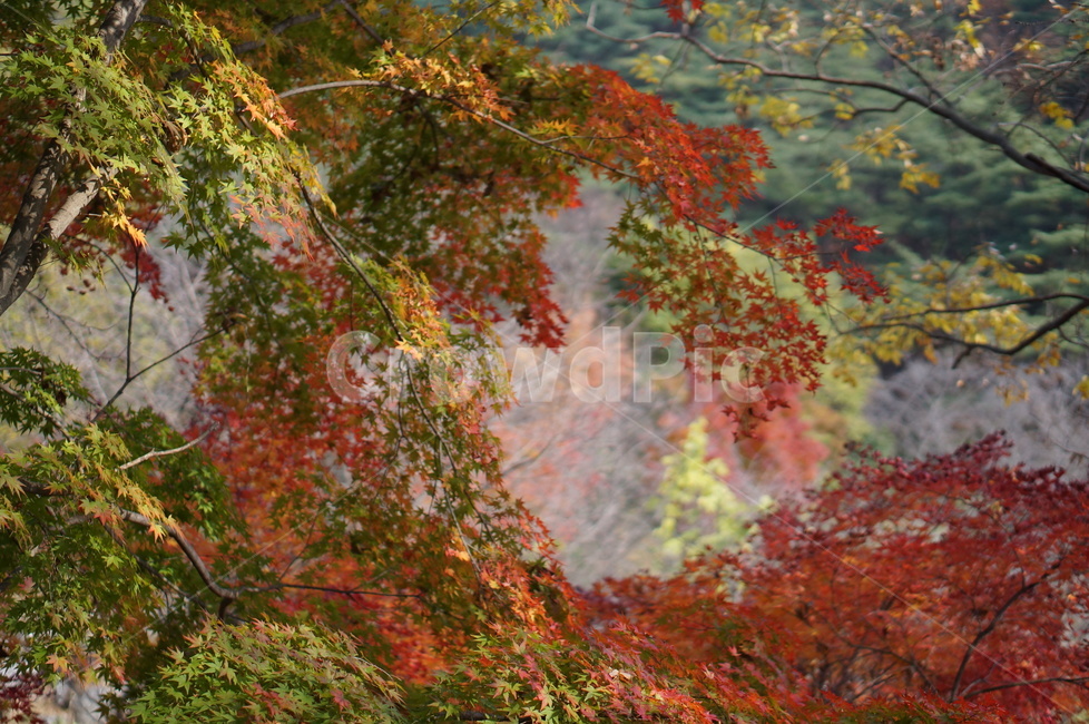 가을,단풍,나무,풍경,빨강,낮,햇빛,plant,식물,leaf,잎,tree,maple