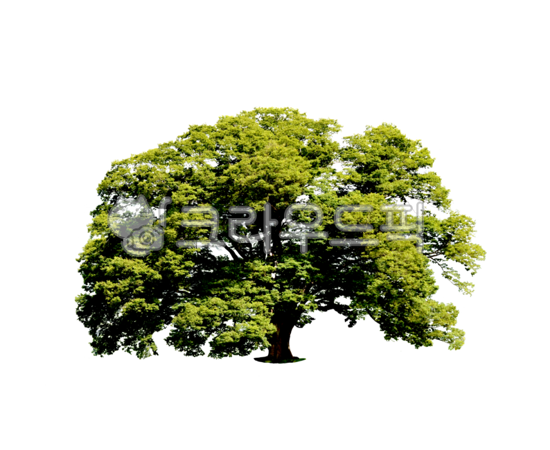느티나무,느티나무누끼,누끼,나무,sawleafzelkova,오래된느티나무,tree
