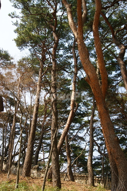 자연,풍경,landscape,nature,휴식,rest,season,힐링,산책,경주,산책로,나무,소나무,숲길,나무숲