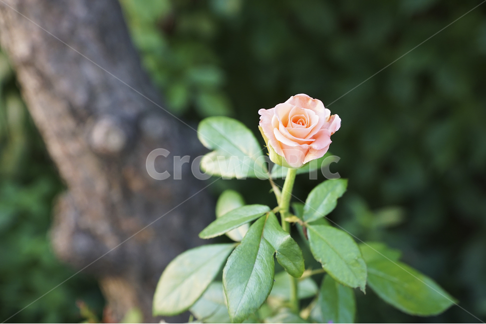 꽃,풍경,자연,장미,여름,나무,flower,landscape,nature,rose,summer,tree,식물,자연,plants,nature,꽃,flower